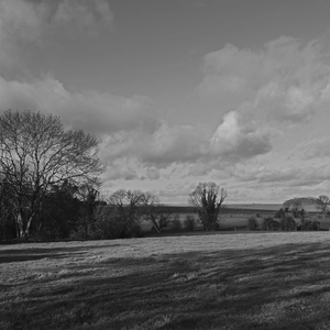 Prairie et arbres en noir et blanc - Belgique  - collection de photos clin d'oeil, catégorie paysages